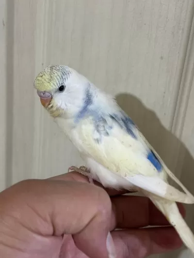 30 Günlük Konuşturmalik Muhabbet Kuşu Bebek