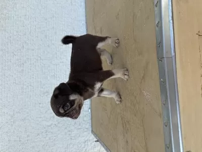 Sağlıklı Choco Tan Pug Mops