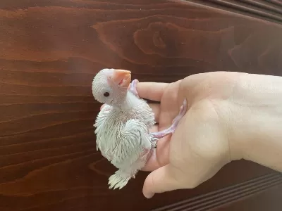 Bebek Pakistan Papağani Yavruları