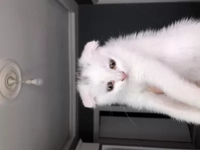 Scottish Fold Yavrularımıza Yeni Yuvalarını Arıyoruz