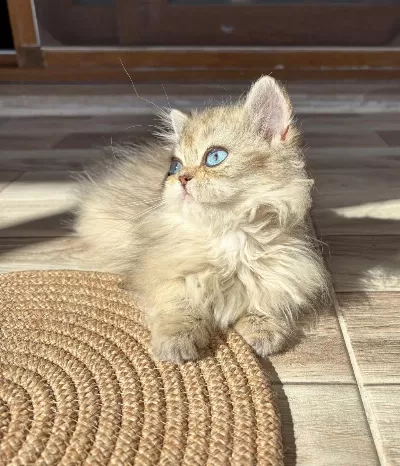 Safkan Dişi Yavru British Longhair