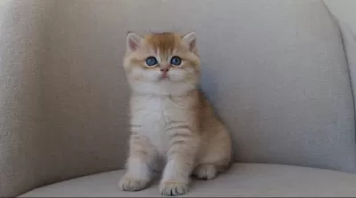 Dişi Golden British Shorthair