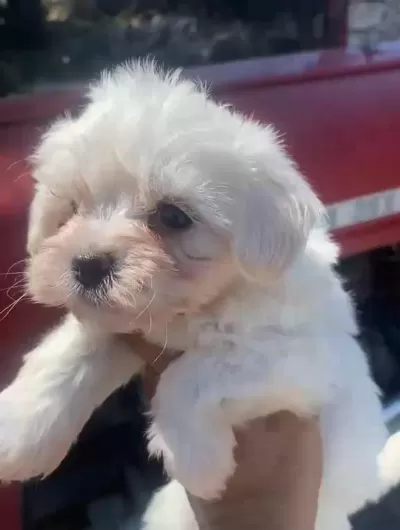 Maltese Terrier Yavrular İrk Sağlık Garantili
