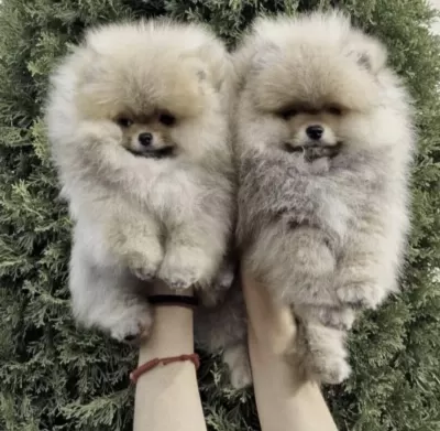 Pomeranian Boo Köpeğimiz