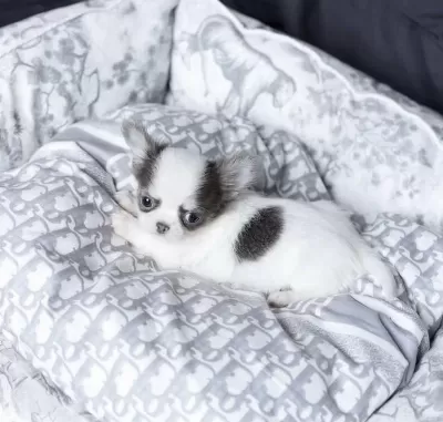 Birbirinden Güzel Safkan Chihuahua Yavrularımız
