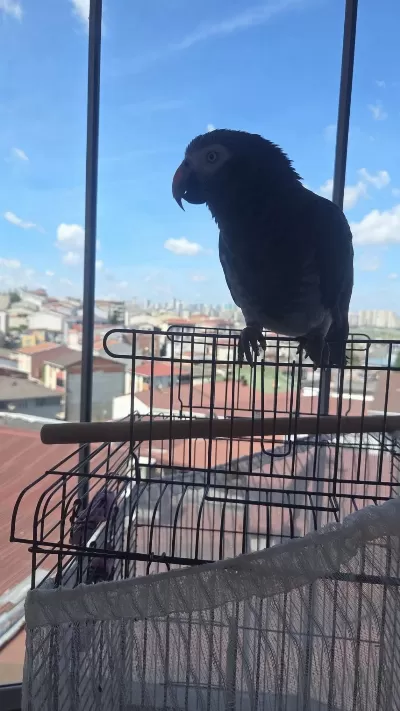 Jako Papağanımız Oyun Hamuru Gibi Kendini Sevdirir