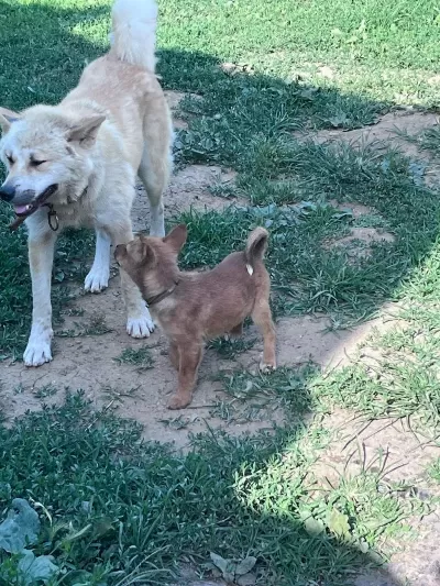 Akita İnu Yavru Köpekler