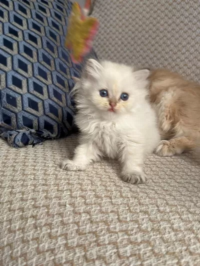 Safkan British Longhair Yavrular