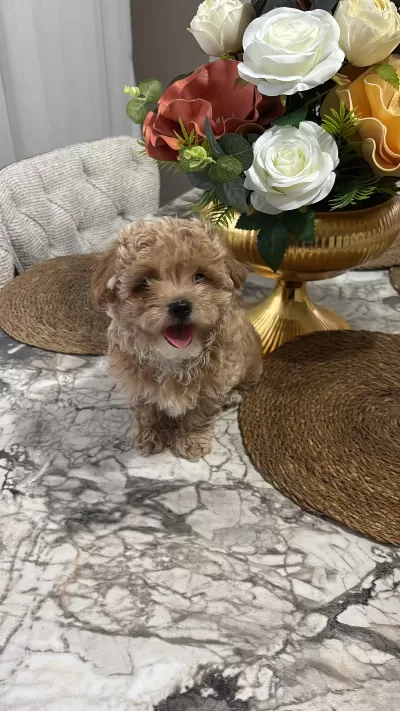 Maltipoo Kg Garantili