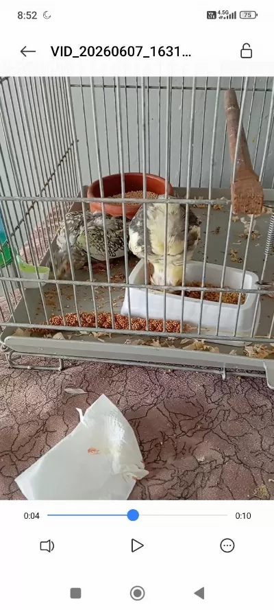 Yavru Sultan Papağanlar