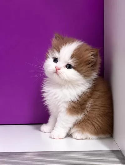 Safkan British Longhair Yavrumuz Çikolata Bicolor