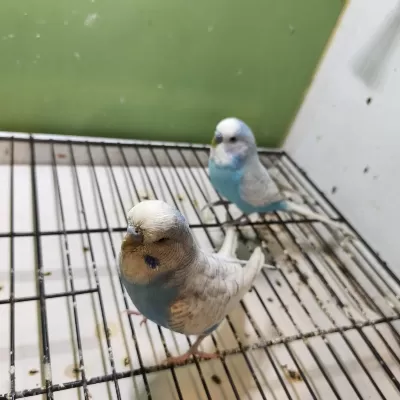Anne Baba Ve Yavrusu Muhabbet Kuşlar