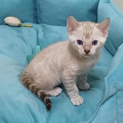 Snow Bengal Erkek Yavru