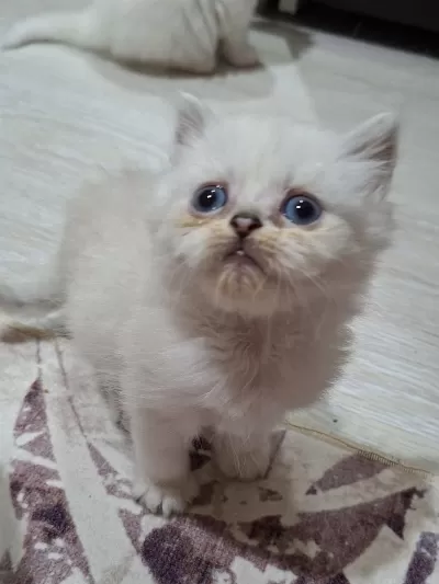 Tatlı Gofret British Longhair Yuvasında