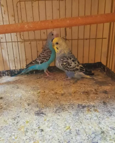 Bir Takim Muhabbet Kuşu Hazir Eş