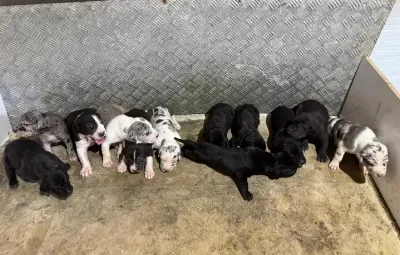 Safkan Danua Bebekler Rezerveye Açıktır