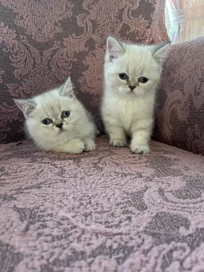 British Shorthair Blue Point