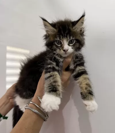 Küçük Bir Dev Dişi Maine Coon