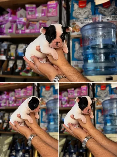 40 Günlük Teslime Hazir French Bulldog Yavrular