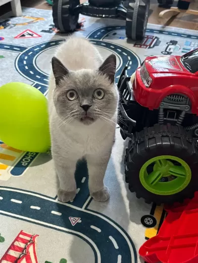 Sevimli British Shorthair Blue Point Kedimizi Sahiplendirmek