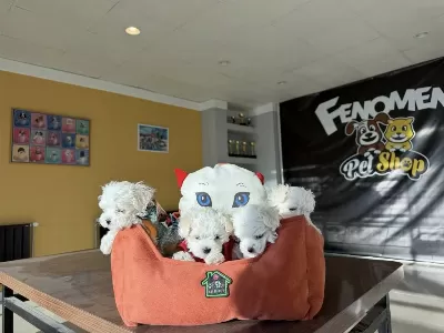 Türkiyenin En Güzel Maltipoo Yavruları Renk Renk Ankara