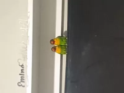 Çift Cennet Papağanı