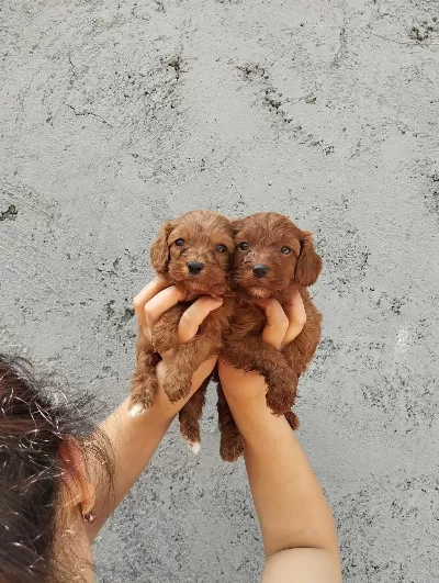 İstediğiniz Renklerde Poodle İslak Burunlar