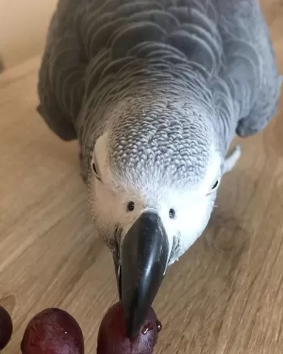 Jako Papağanimiz El Besleme Yavru