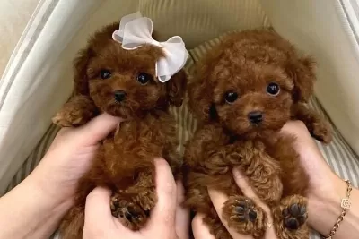 Core Poodle Yavrularım Yeni Evini Bekliyor