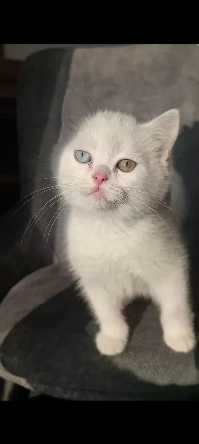 Pofuduk Tatlı Kral Kedimiz