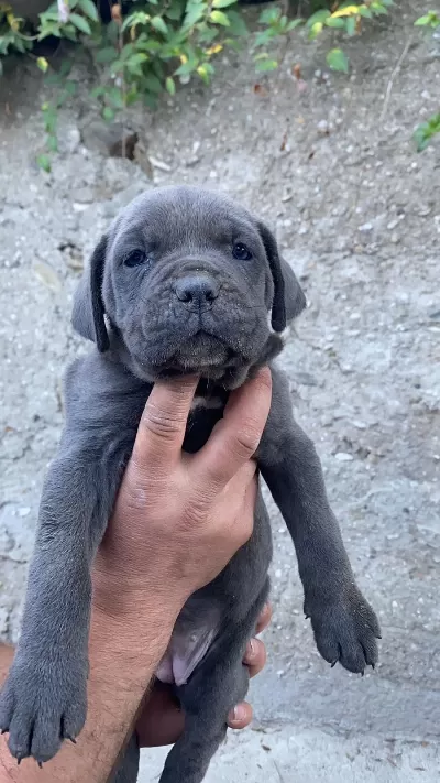 Sağlıklı Cane Corso Yavrular