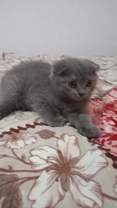 Sahibinden Scottish Fold 55 Günlük