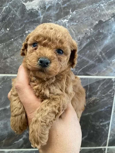 Orjinal Minyatür Toy Poodle Yavrular