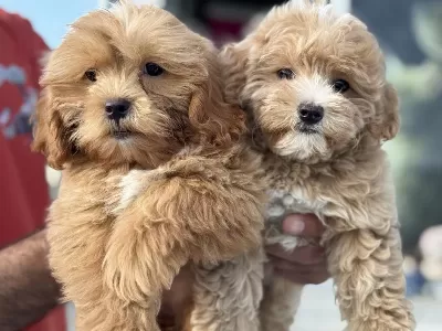 Yasal Ruhsatlı Çiftlikten Garantili Maltipoo