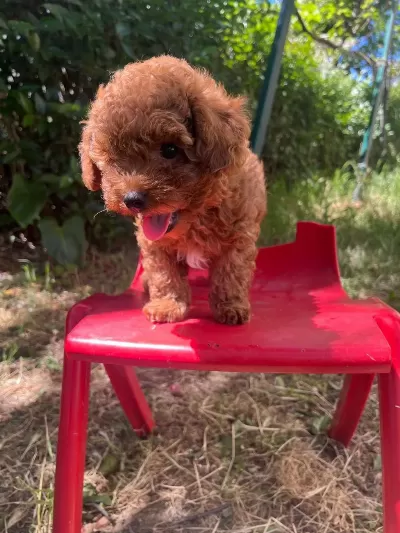 Kore Orjinal Toy Poodle İki Dişi İki Erkek