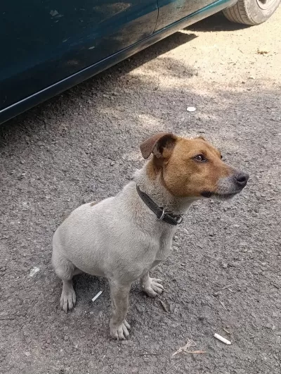 Orjinal Saf Kan Jack Russell