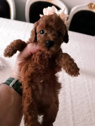Toy Poodle Yavrularımız
