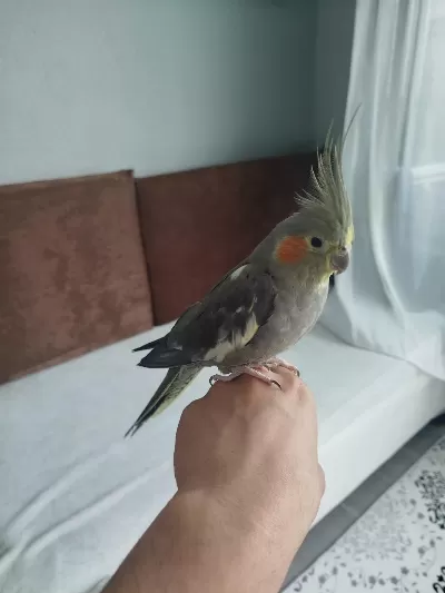 Acil Satılık Sultan Papağanı