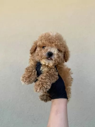 Toy Poodle Köpeğimiz