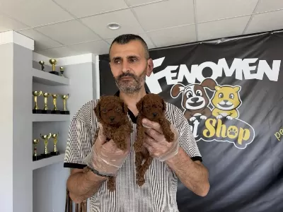 Türkiye Nin En Güzel Toy Poodle Yavrulari Ankara Da
