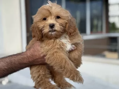 Wc Eğitimli Aşılı Garanli Maltipoo Yavrularımız
