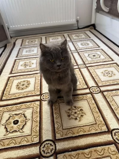 Yetişkin Kısır Dişi British Longhair