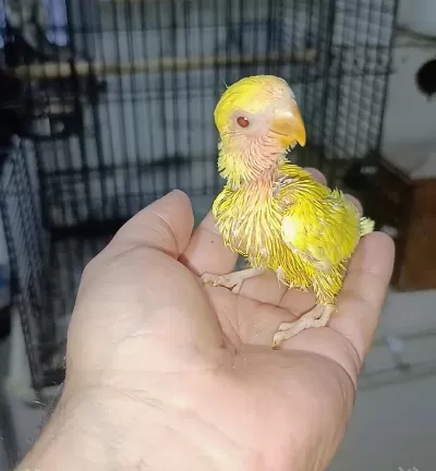 El Besleme Kırmızı Göz Mutasyon Sevda Papağanı
