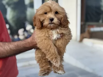 Wc Eğitimli Maltipoo Yavrularımız Ziyarete Açık