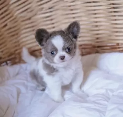 Xs Dişi Erkek Safkan Chihuahua Yavrularımız