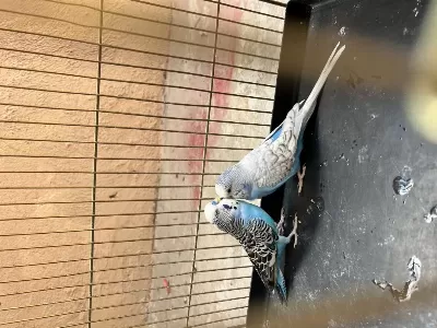 Jumbo Muhabbet Kuşu Takım