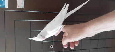 2 Aylık Sultan Papağanı