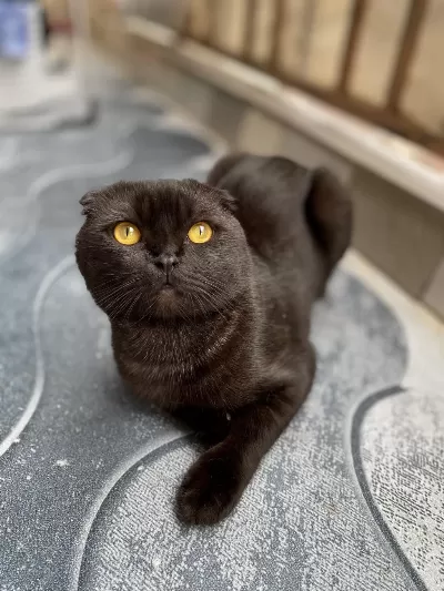 Scottish Fold Kedimizi Sahiplendirme