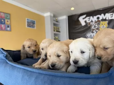 Orjinal Golden Retriewer Yavrular Ankara Mağazamizda