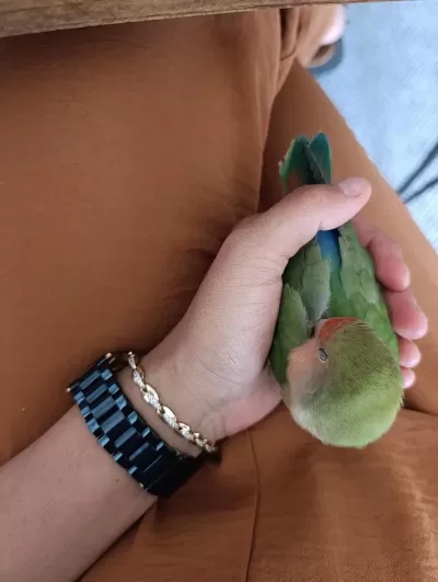 4 Aylık Erkek Papağanımız